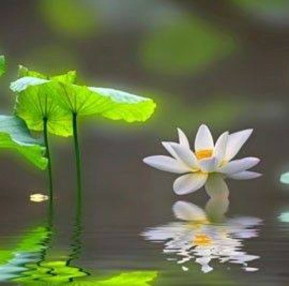 Meet your Posher, Anson - Picture 1 of 1